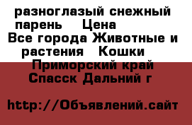 разноглазый снежный парень. › Цена ­ 10 000 - Все города Животные и растения » Кошки   . Приморский край,Спасск-Дальний г.